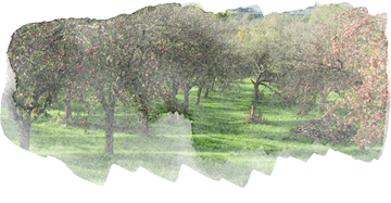 Orchard Trees